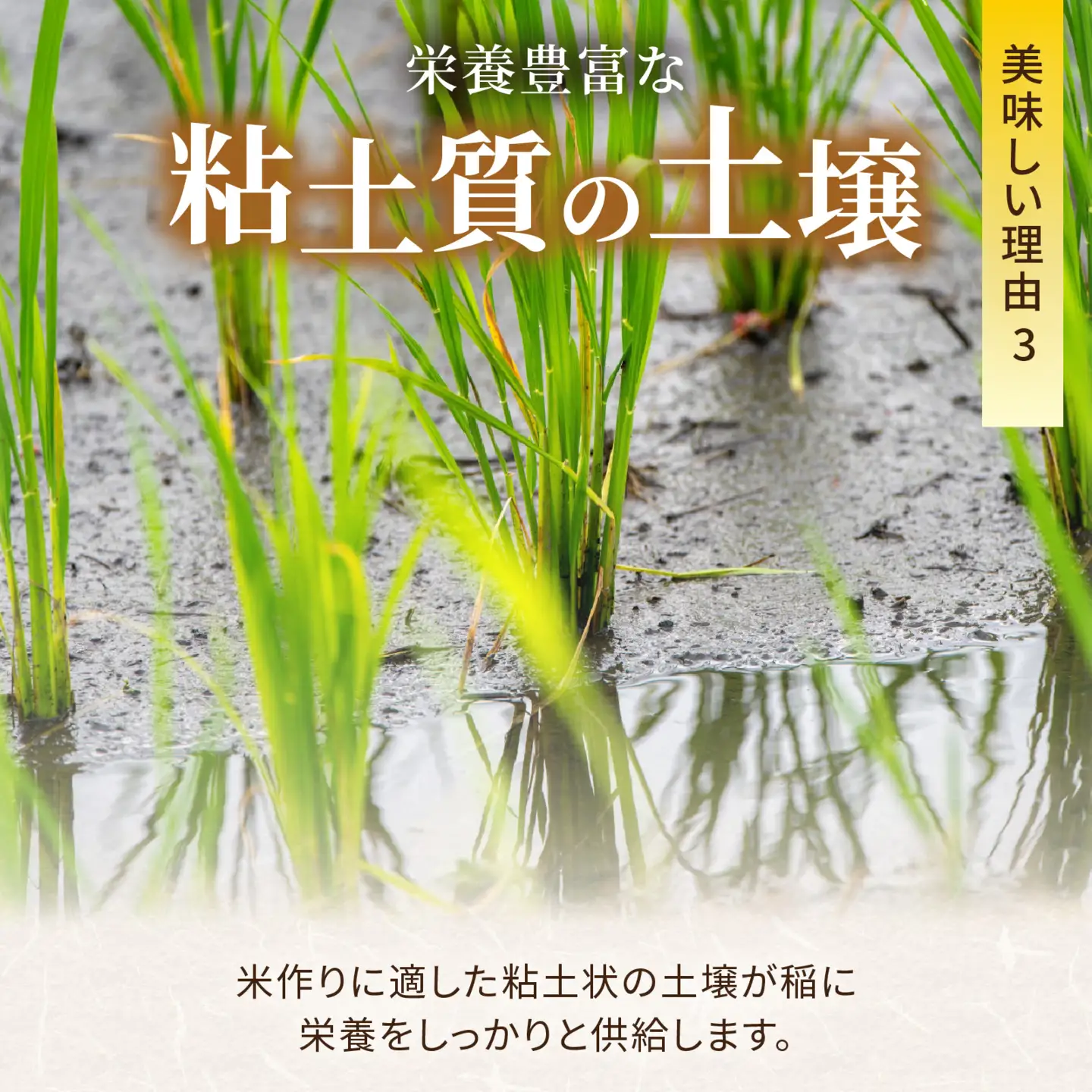 令和8年産 新米 こしひかり 10kg 3回定期便 玄米