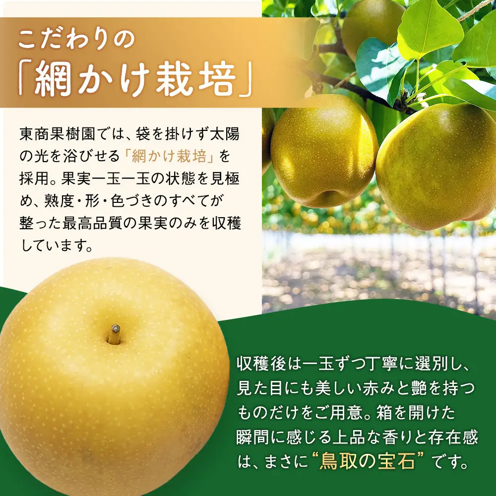 東商果樹園 新甘泉 (訳あり) 5kg【8月下旬以降お届け】