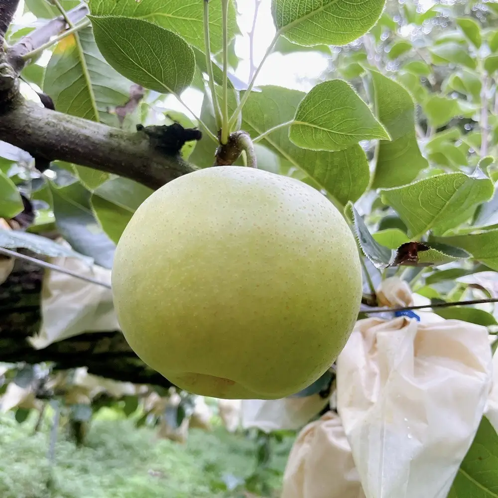 有梨の実石田 二十世紀梨 (ギフト用)5kg【8月下旬以降お届け】