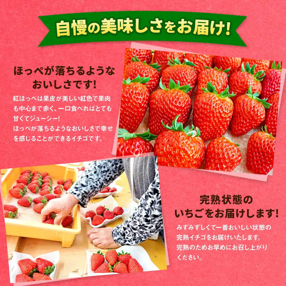 【先行予約】紅ほっぺ 2箱 4パック（合計1,080g以上） ※2027年2月～発送 | いちご 苺 フルーツ 果物 くだもの 果実 完熟 冷蔵 守谷市産 茨城県 守谷市