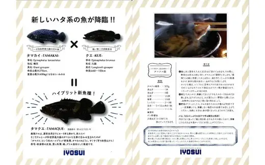 タマクエ鍋セット 鍋セット 魚 海鮮 魚介類 魚介 タマクエ 鍋 お鍋 おかず 冷凍 セット 国産 鍋料理 【 えひめの町 （ 超 ） 推し！ （ 愛南町 ） 】 ( 1032 )