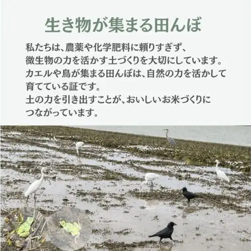 【先行予約】令和8年産 特別栽培米コシヒカリ 2.5kg新潟県田上町