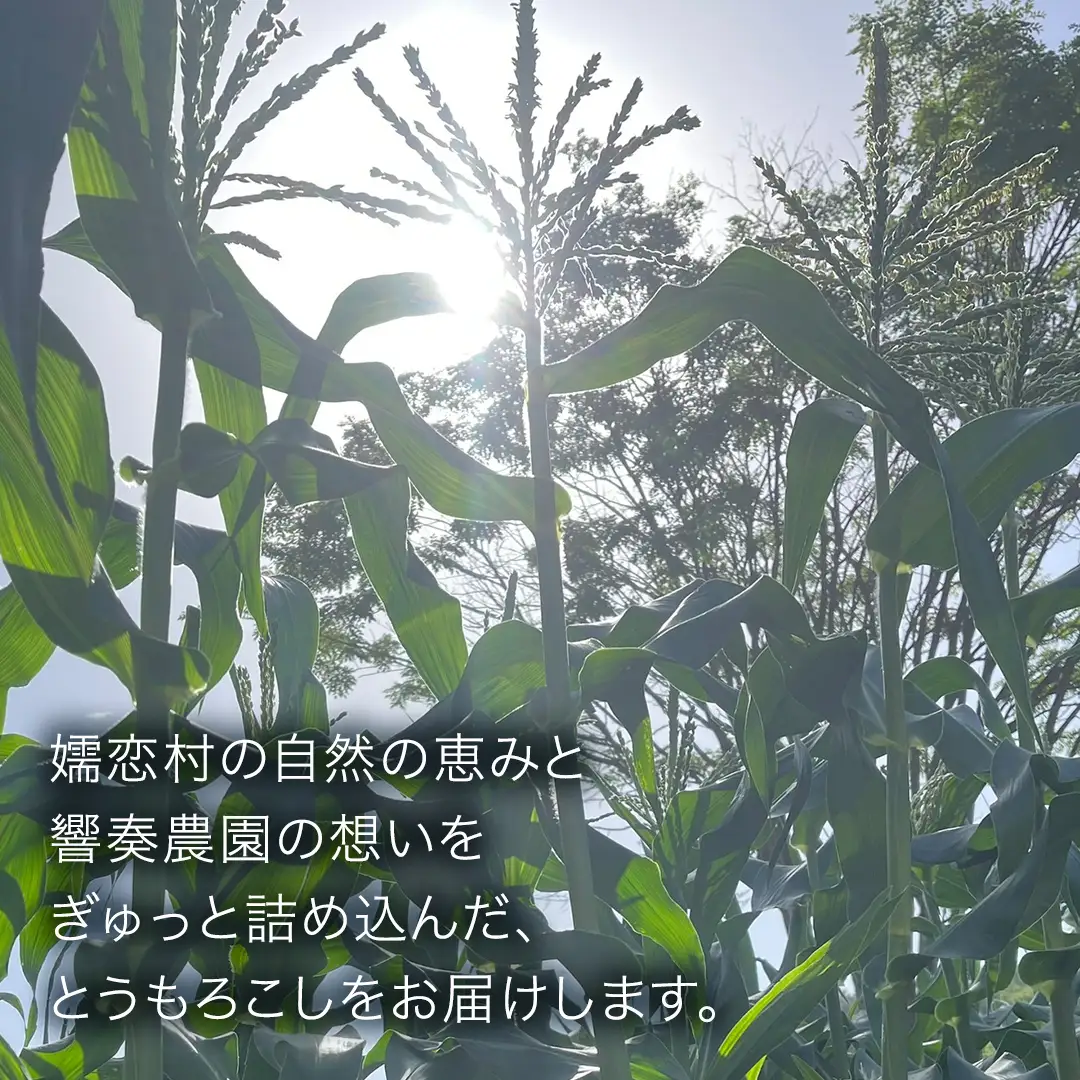 【7月下旬発送開始】とうもろこし ゴールドラッシュ 3kg （7～8本） [BT002tu]