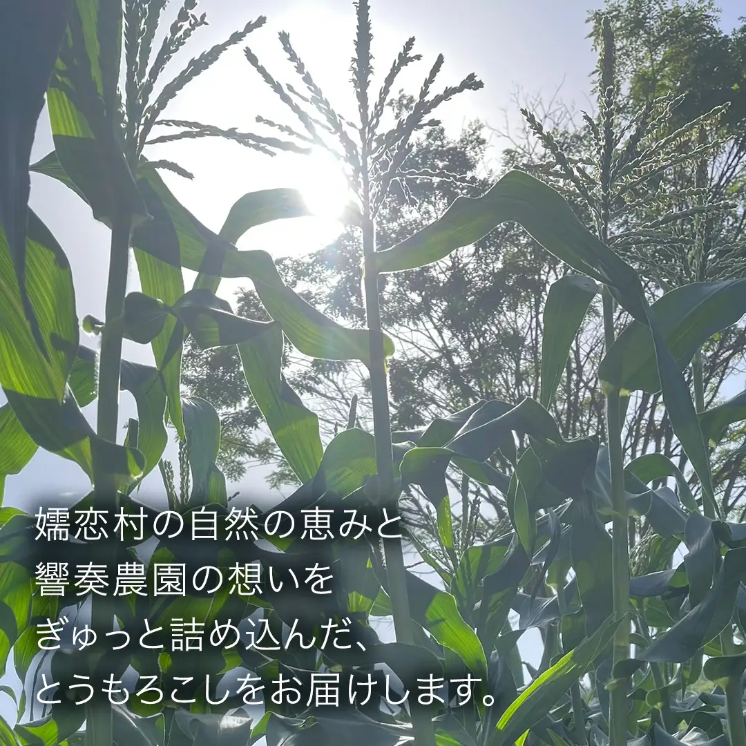 【8月下旬発送開始】とうもろこし ホワイトショコラ 3kg（8～10本） [BT006tu]