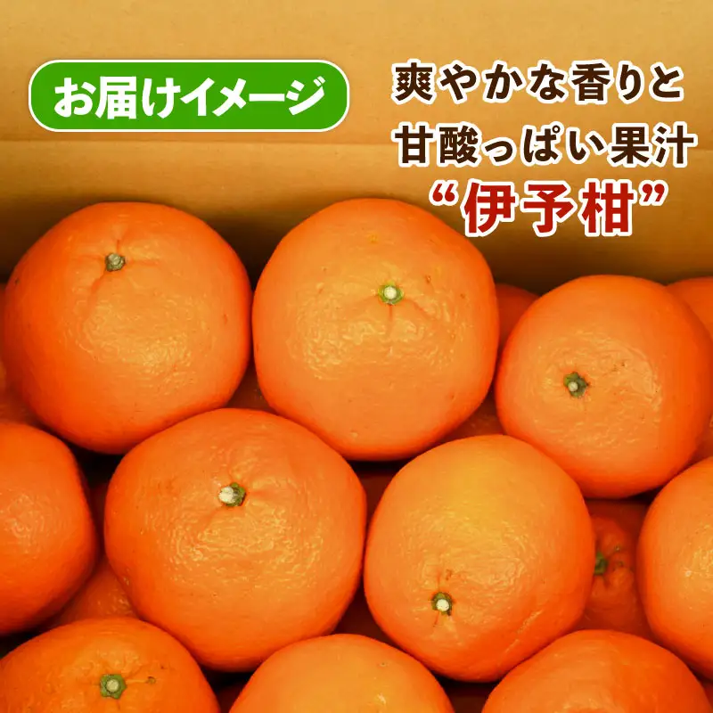 みかん 訳あり 伊予柑 いよかん 約 10kg スーパー山田屋 先行予約 果物 くだもの フルーツ 柑橘 mikan 蜜柑 愛媛蜜柑 愛媛みかん わけあり サイズ 不揃い 産地直送 数量限定 国産 愛媛 宇和島 B016-198006