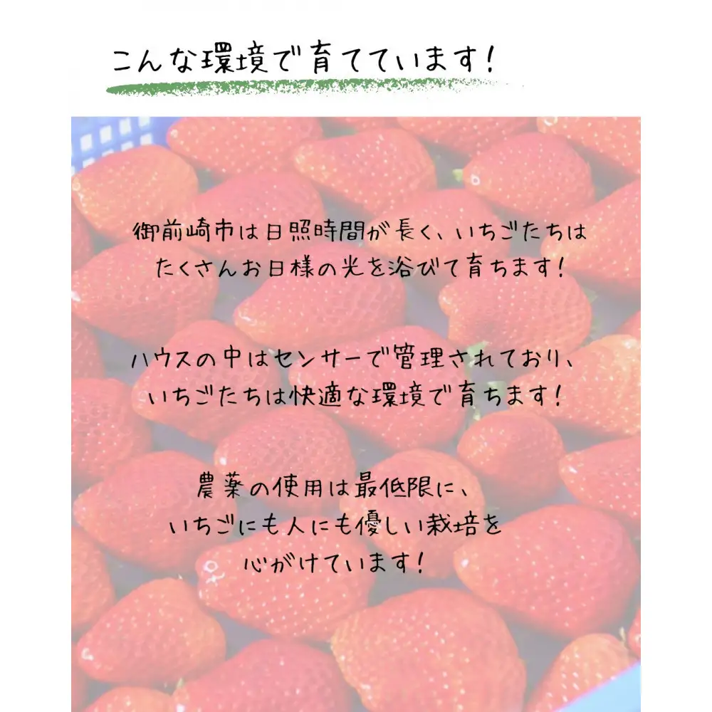 先行受付【2027年1月下旬～発送予定】【訳アリ 冷凍いちご】静岡県産の完熟紅ほっぺを使用した冷凍いちご大容量3kg!【静岡県産】
