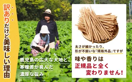 鹿児島県産 洗い【細い】 ごぼう 約3kg 【規格外・訳あり品】【2026年12月上旬-3月下旬発送予定】 ZS-9101
