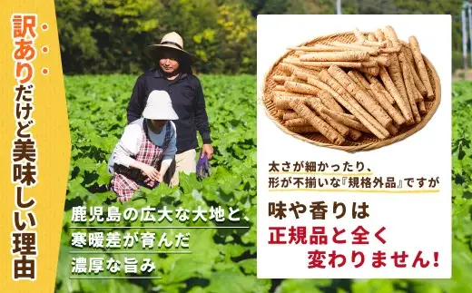 鹿児島県産 洗い【太い】 ごぼう 約5kg 【規格外・訳あり品】【2026年12月上旬-3月下旬発送予定】 AS-4115