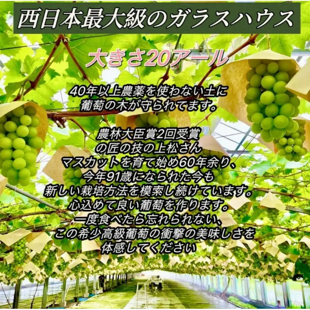 【8月中旬から発送】ぶどう 2026年  マイハート 小分け 秀品 粒だけ 約170g 6パック 岡山 果物 フルーツ