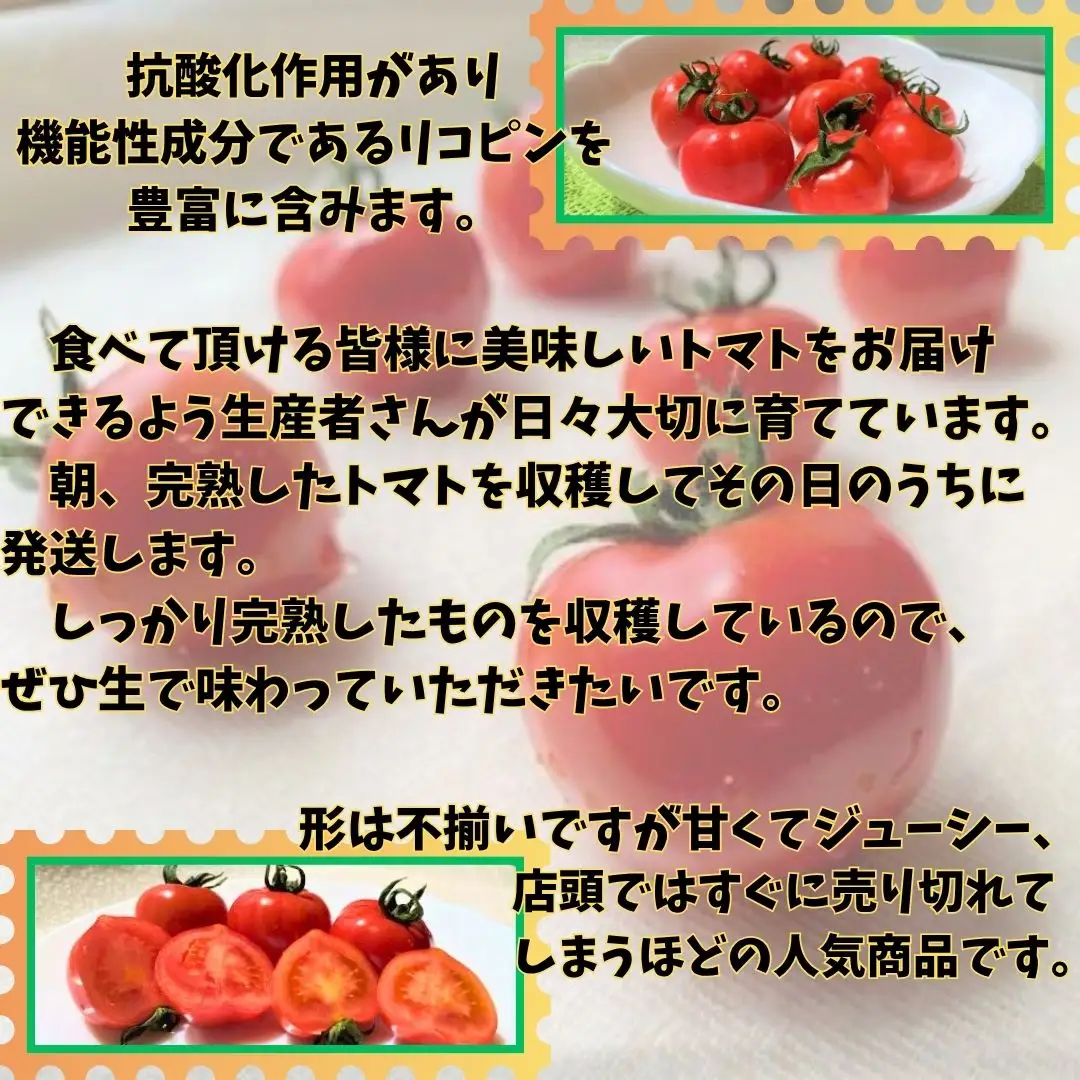 収穫当日発送！完熟フルーツトマト（フルティカ）1kg×2パック