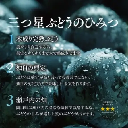【訳あり】星乃ピオーネ 3房～5房(2kg以上)【配送不可地域：離島・北海道・沖縄県】【1740016】