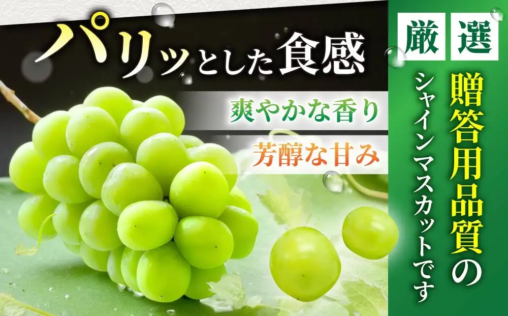 【2回定期便】シャインマスカットと地ビールの人気セット（シャインマスカット2房1.1kg以上とクラフトビール飲み比べ（3種10本））｜【JA信州うえだ／オラホビール】ぶどう 葡萄 大粒 果物 フルーツ 生食／ゴールデンエール・アンバーエール・ヌーベルセゾン 地ビール 頒布会 長野