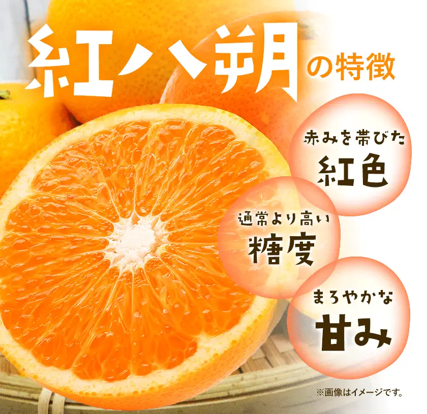 紅八朔 厳選 Mサイズ 約10kg GOGO農園 八朔