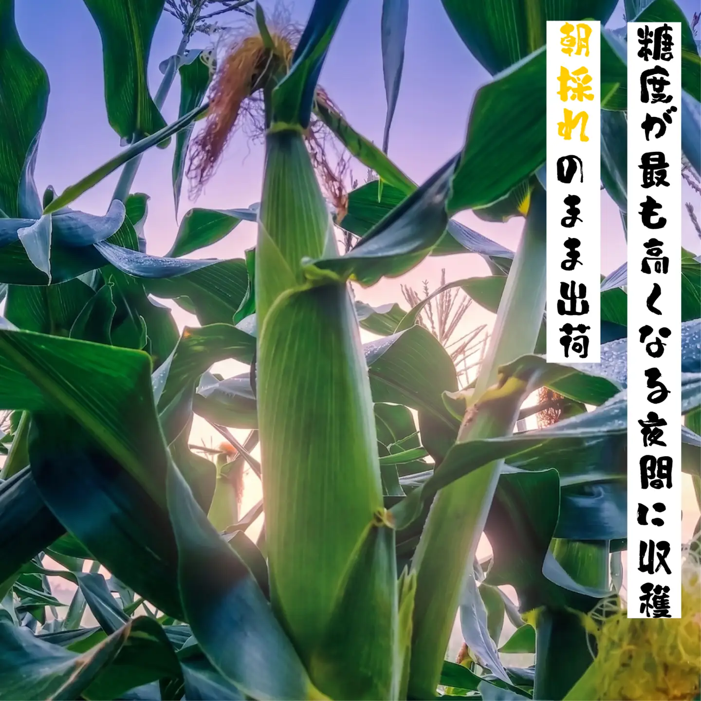 【 先行予約 7月上旬～順次発送】 箱根夏風 とうもろこし ホワイト 10本～12本 約5kg スイートコーン 三島市 静岡県