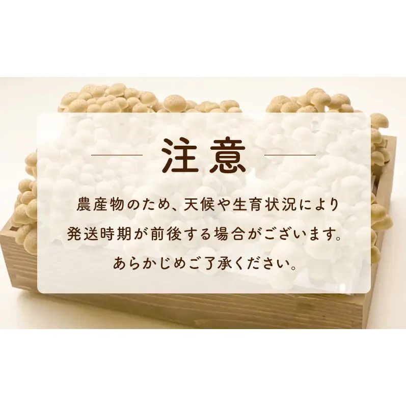 長野県上田市産 完熟ぶなしめじ6株｜信州産 産地直送 きのこ 詰め合わせ 食べ応え抜群 苦みが少ない 栄養豊富