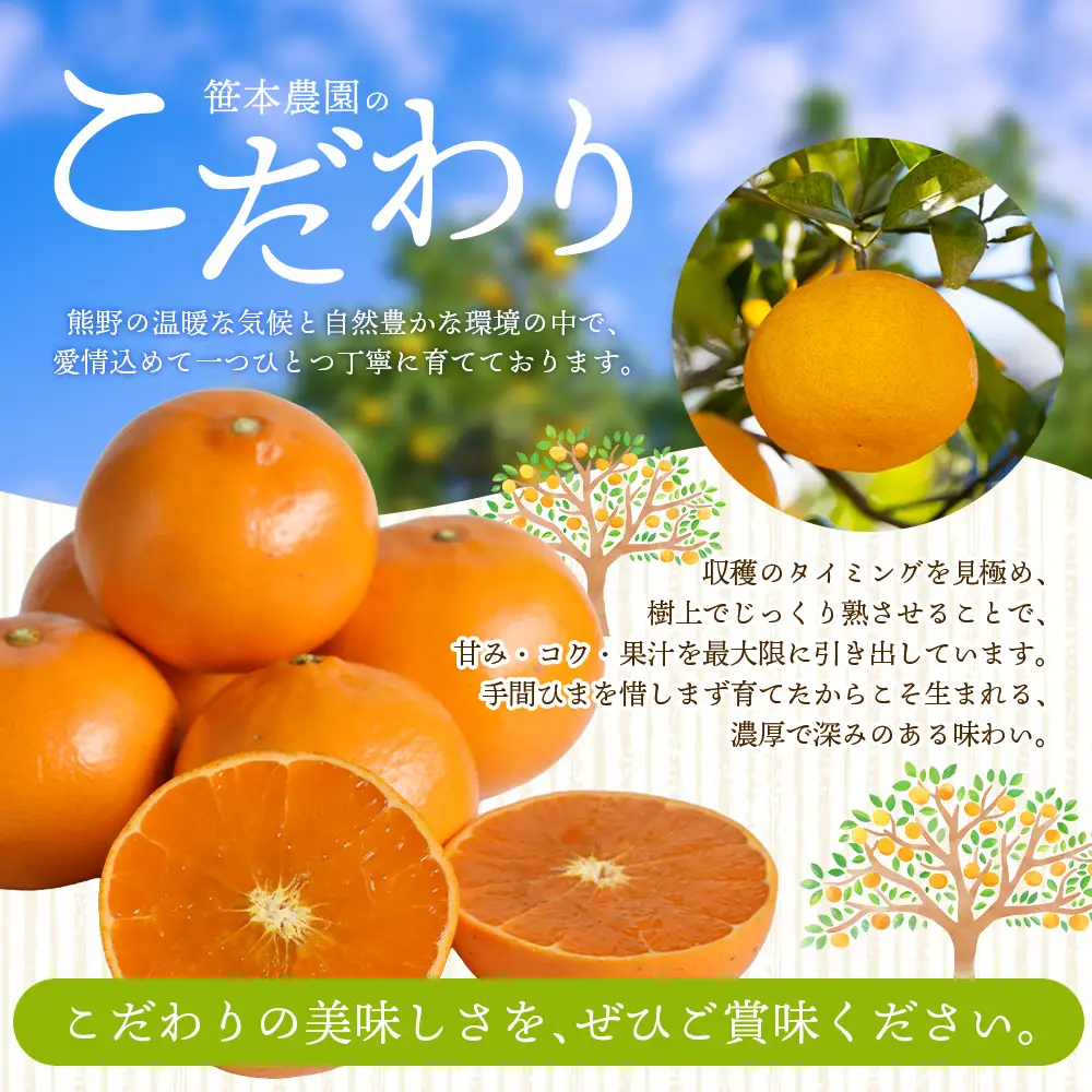 せとか 笹本農園のせとか 約5kg M～2Lサイズ混合 みかん【ssmt0002】