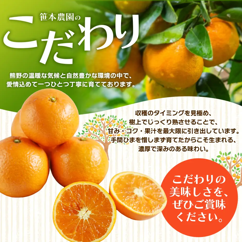 みかん 笹本農園の清見オレンジ 約5kg M～2Lサイズ混合 みかん【ssmt0003】