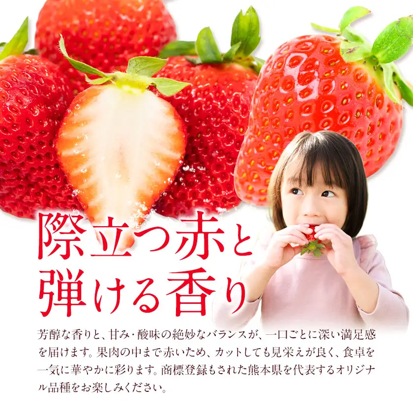 ゆうべに 約1kg 250g×4パック エフビーネット 道の駅竜北《2027年1月上旬-4月中旬頃出荷》