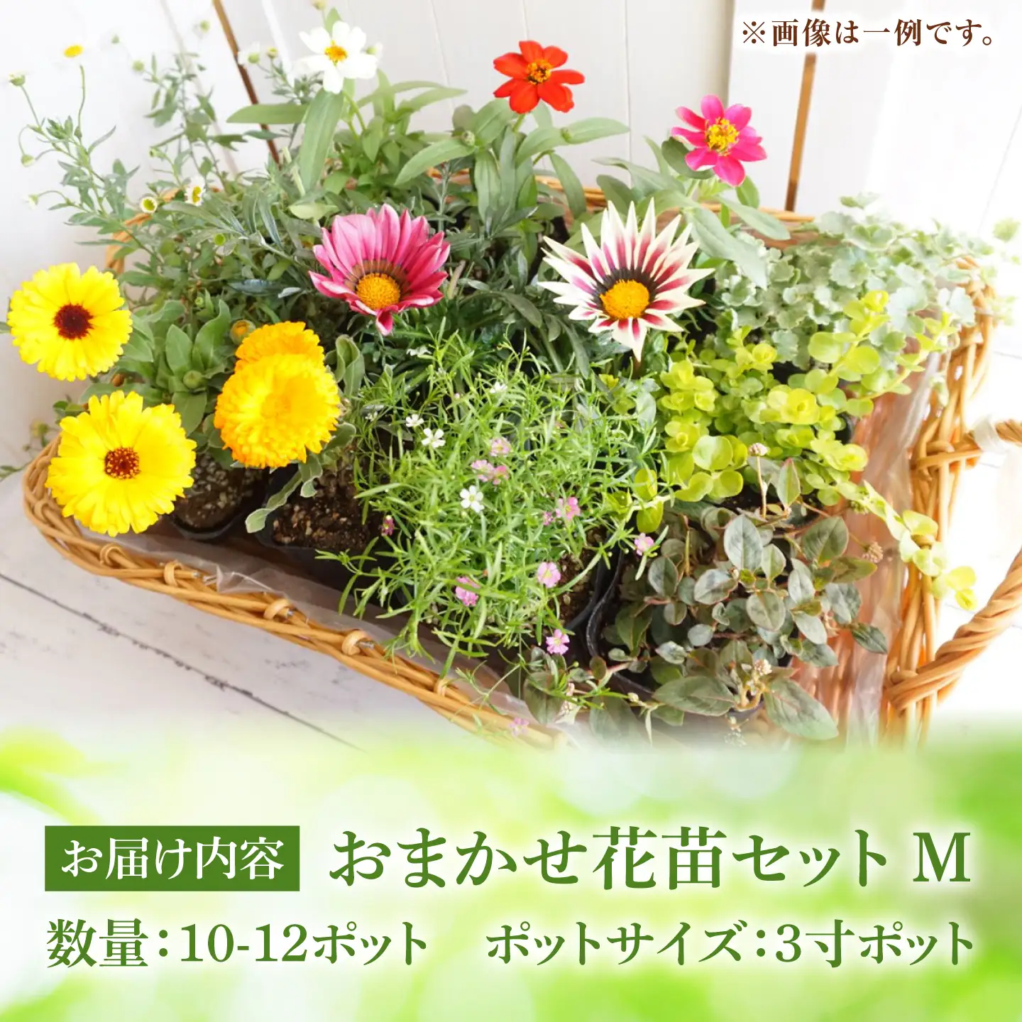 おまかせ花苗セット【M】 10-12ポット / 瑞浪市 中山園芸 セット おまかせ 苗 寄せ植え プレゼント フラワー 花 お花 花苗[AZDC011]