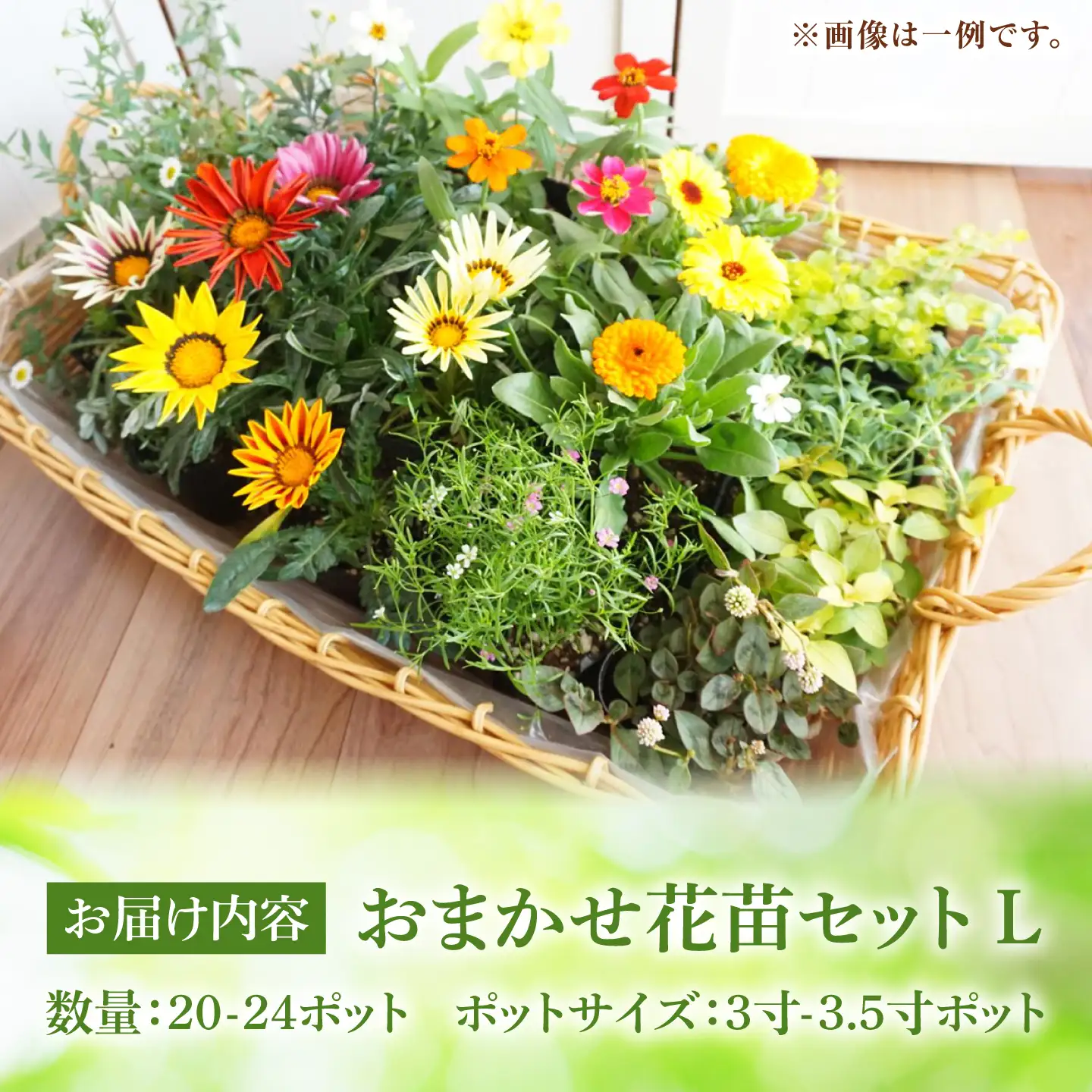 おまかせ花苗セット【L】 20-24ポット / 瑞浪市 中山園芸 セット おまかせ 苗 寄せ植え プレゼント フラワー 花 お花 花苗[AZDC012]
