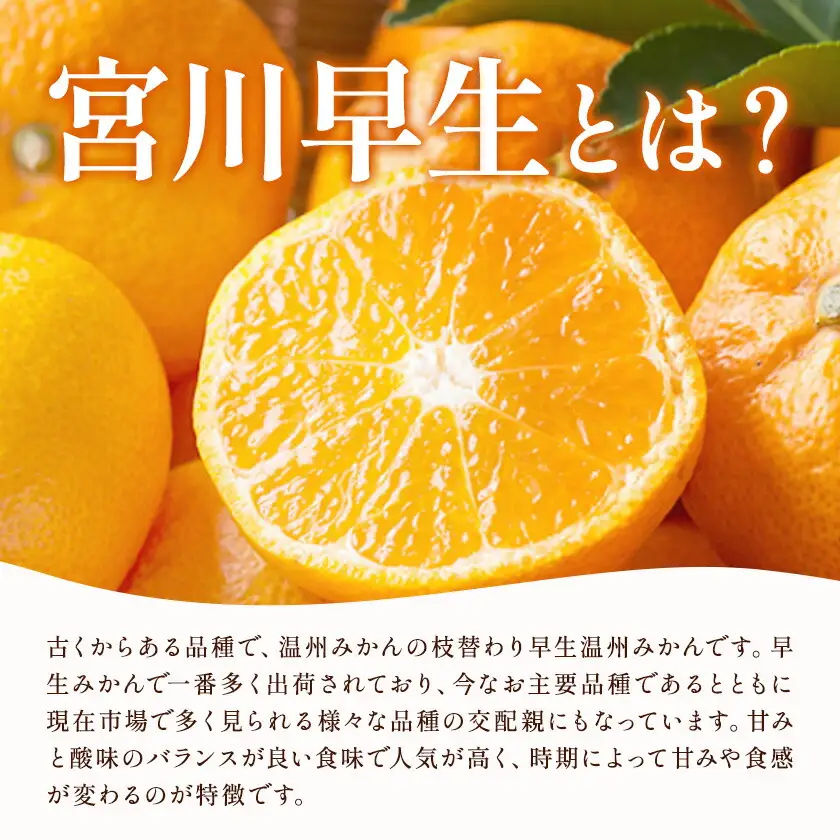 小玉 宮川早生みかん 約5kg (サイズおまかせ) うえやまファーム