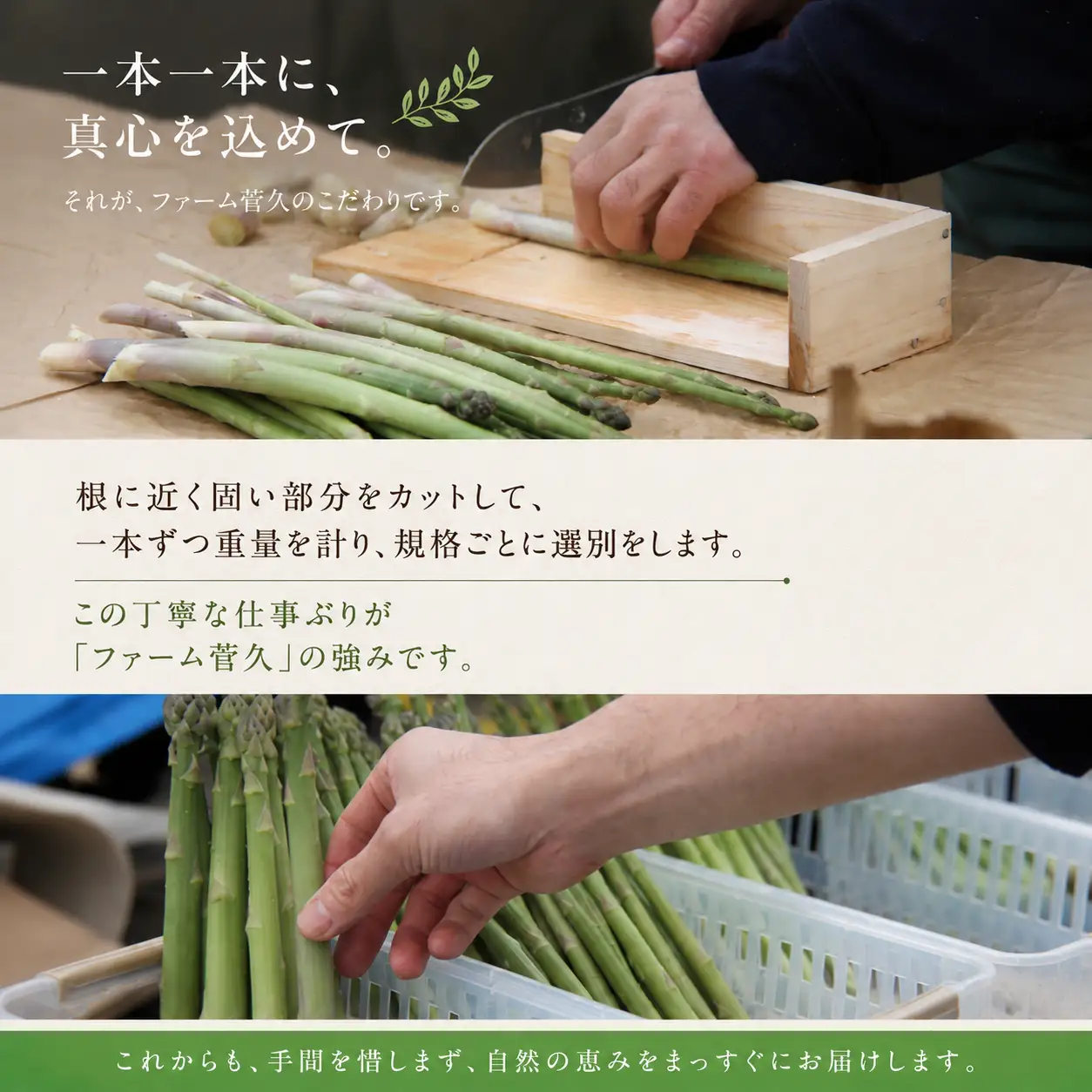 農家直送 国産 アスパラ M ～ LL 総量 500g 以上 【ファーム菅久】 アスパラガス グリーンアスパラ 旬 野菜 やさい 冬野菜 新鮮 産地直送 岩手県 雫石町 500グラム ５００g 大容量 甘い みずみずしい おすすめ 家庭用 プレゼント ギフト 料理 バーベキュー BBQ キャンプ お取り寄せ 冷蔵 人気 ハウス栽培
