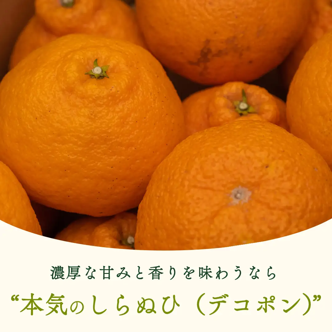 【 先行予約 】 瀬戸内 オーガニック 不知火 5kg+お試しオーガニックレモン1個 【2027年2月～3月発送】 有機JAS認証 有機栽培