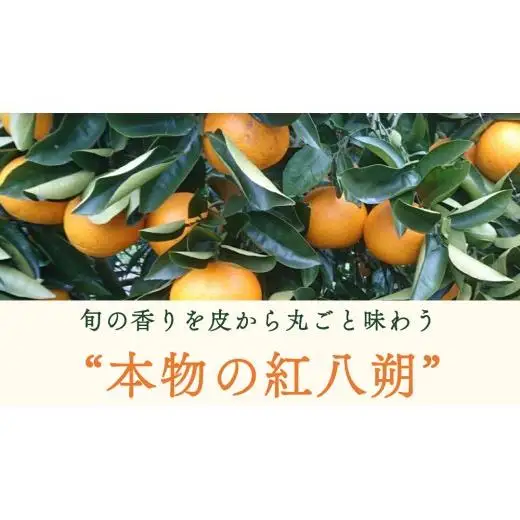 【 先行予約 】 瀬戸内 オーガニック 紅八朔 9kg+お試しオーガニックレモン1個 【2027年1月中旬以降発送】 有機JAS認証 有機栽培