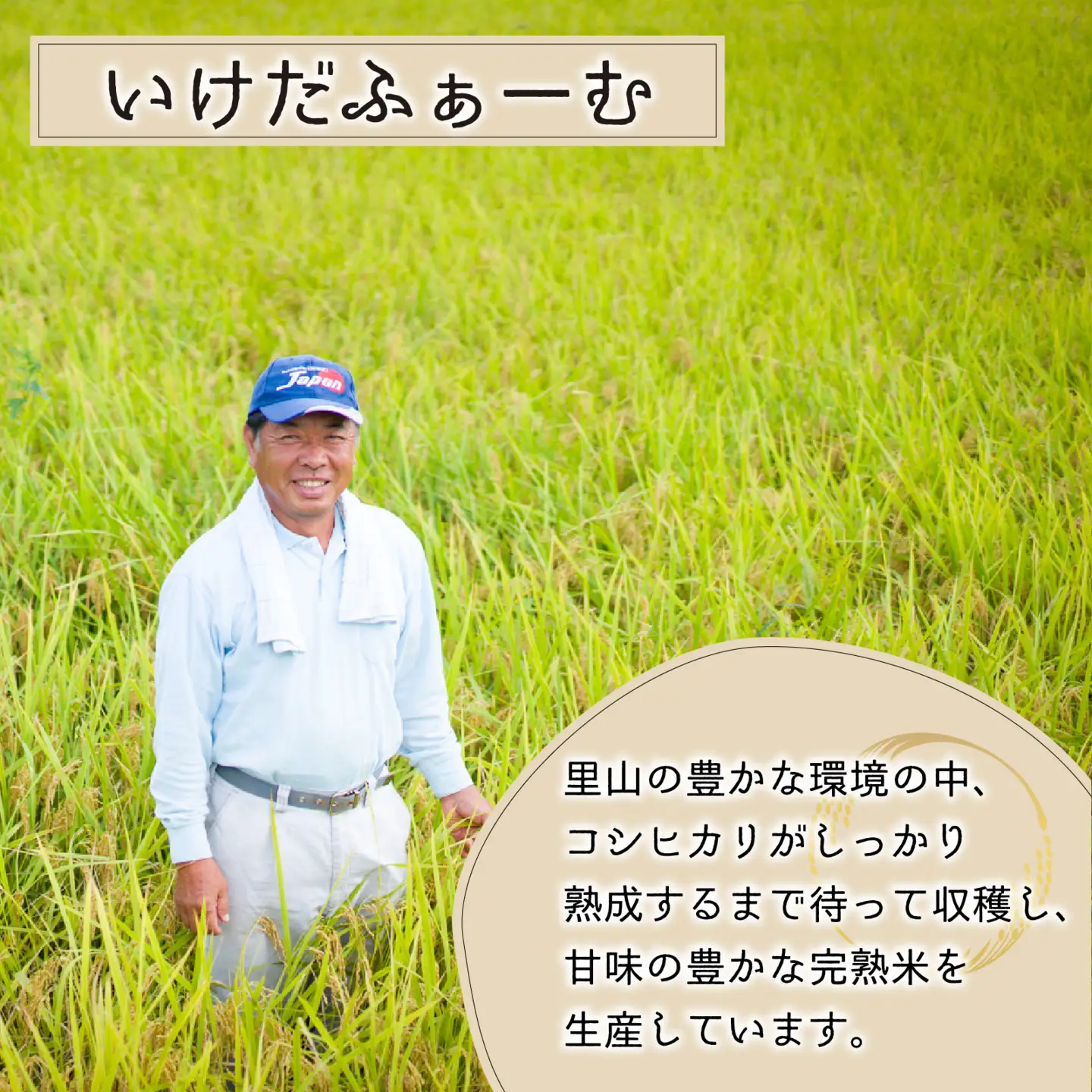 【先行予約】【令和8年産 新米】【12ヶ月定期便】くらもち完熟米 コシヒカリ 玄米 5kg×12回　計60kg