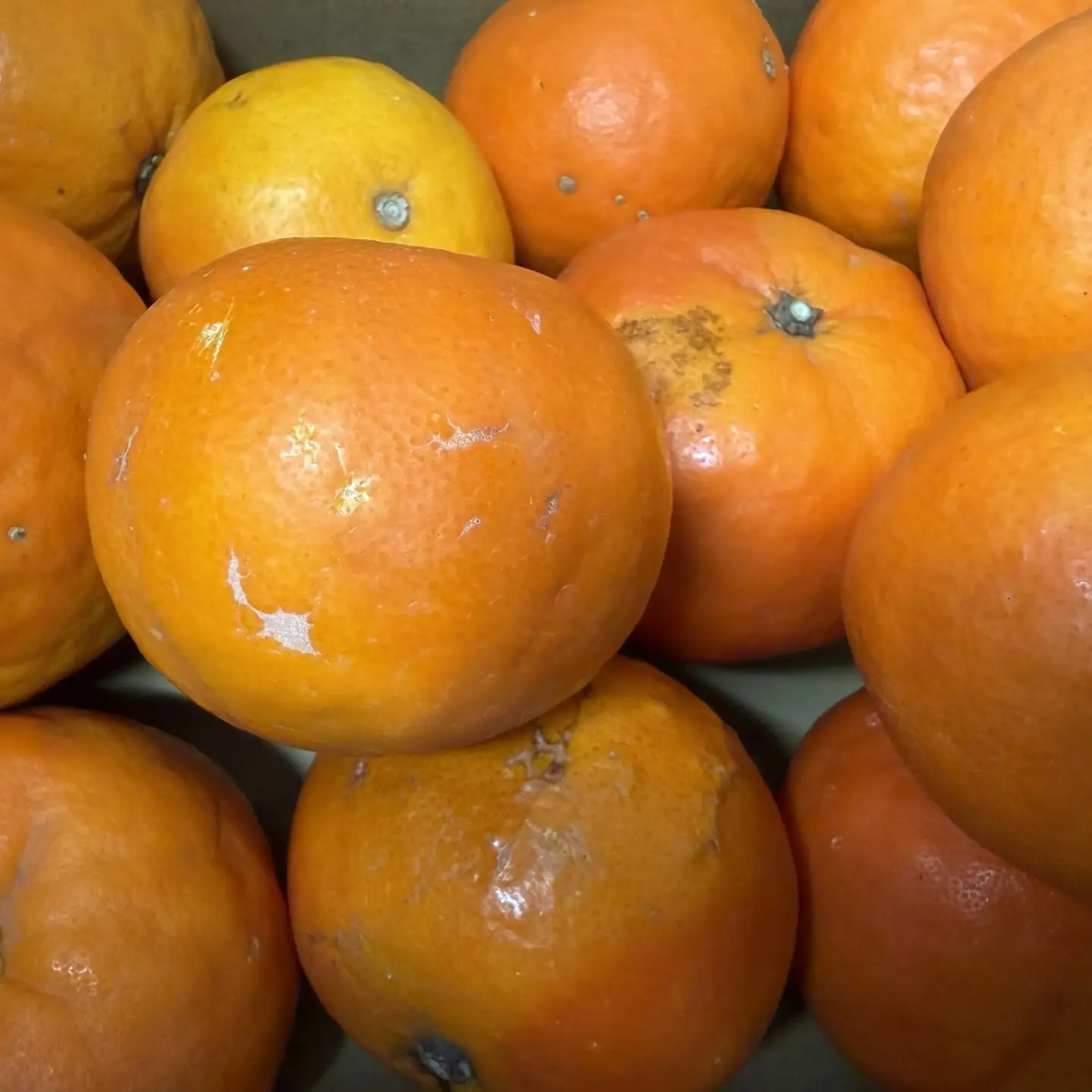 【先行予約】【訳あり・ご家庭用】 セミノールオレンジ 約5kg ジューシー柑橘 和歌山県産