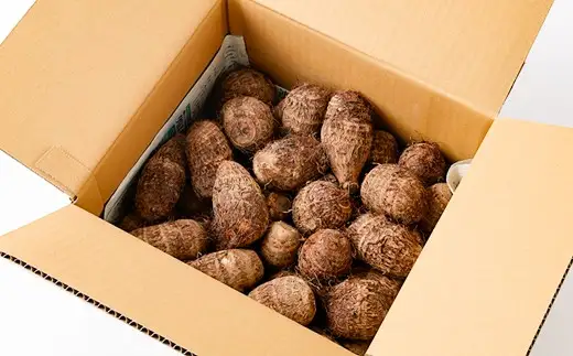 小さめ 赤芽里芋 約3kg 鹿児島県産 ねっとり濃厚 上品な旨味 【2027年1月中旬～3月中旬発送予定】 さといも 赤芽 里芋 ZS-6144