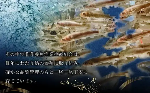 【 とよかわ鮎 】 冷凍 約1kg 厳選鮎使用！ （ 急速冷凍 ）