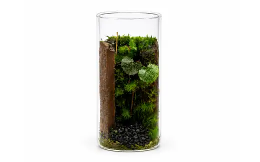 いやしの苔テラリウム筒 盆栽 苔 植物 インテリア 癒し 室内 観賞用 贈り物 贈答品 贈答用 ギフト プレゼント ガラス容器 空間