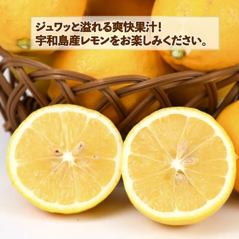 訳あり レモン 約 8kg スーパー山田屋 わけあり れもん 檸檬 レモン果汁 酸味 爽やか 果実 サワー ジュース チューハイ remon 果物 くだもの ビタミン フルーツ 柑橘 産地直送 数量限定 国産 愛媛 宇和島 B016-198012