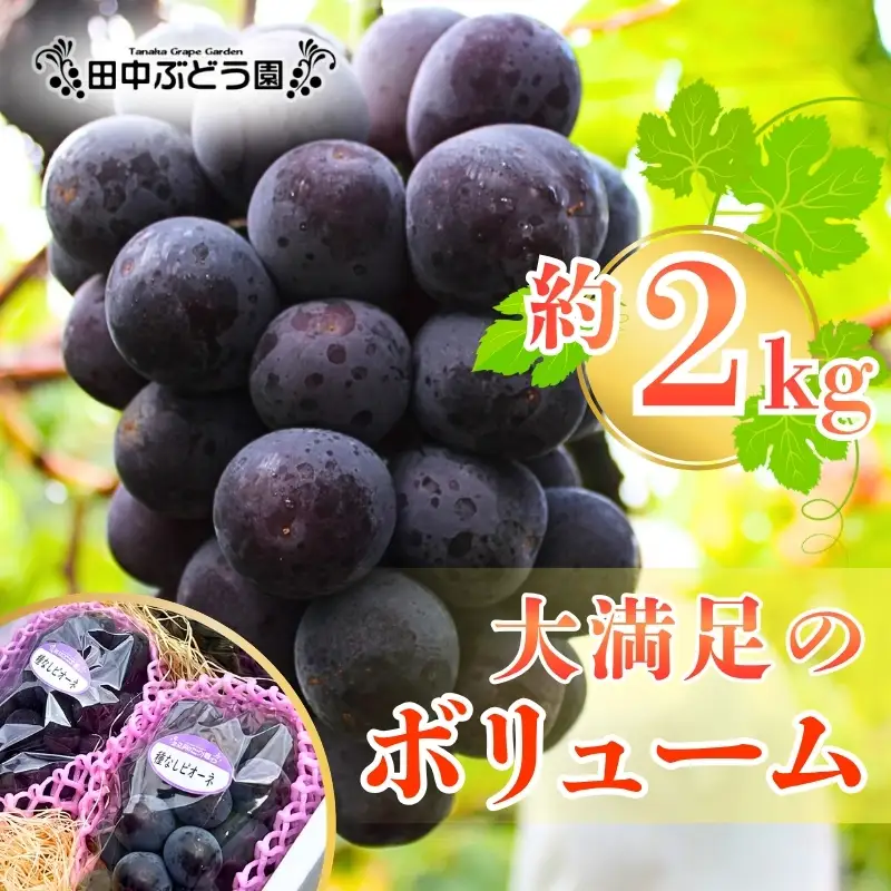 【2026年8月中旬頃出荷分先行予約】ぶどう ピオーネ ぶどう詰め合わせ 厳選 ピオーネ 約2.0kg（3～4房）