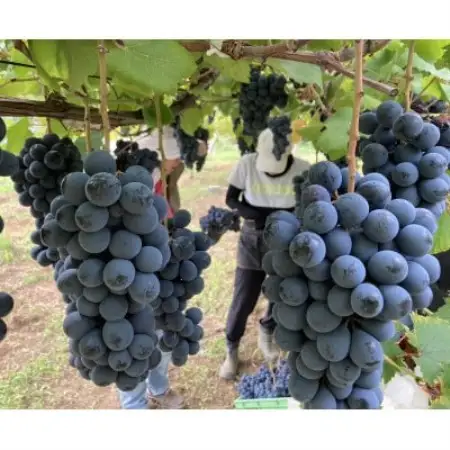 果汁100%桃と葡萄ジュース　1L×2種(計2本)【1744683】