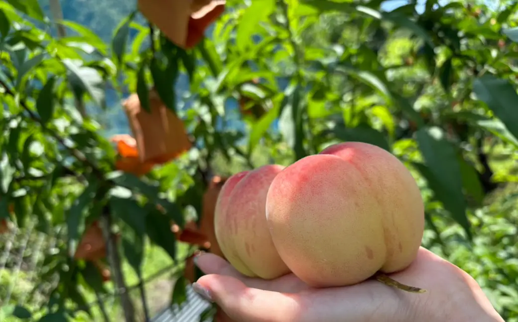 【先行受付】岡山県産白桃1kg ＜品種おまかせ＞| 岡山県産 桃 白鳳 おかやま夢 白麗川中島白桃 白桃フルーツ 果物 高級フルーツ 岡山 桃 お取り寄せ 産地直送 国産フルーツ 人気 数量限定 旬の果物 甘い ジューシー 芳醇 みずみずしい もも 先行予約