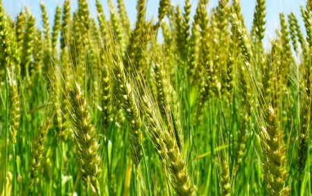 愛知県産 パン用 小麦粉 ゆめあかり 2.5kg × 4袋 計 10kg 国産 強力粉 ブランド 小麦 強力系小麦粉 ふわふわ もっちり 甘味 チャック付き パン ホームベーカリー ベーグル 食パン お取り寄せ 愛知県 碧南市 送料無料 H008-250