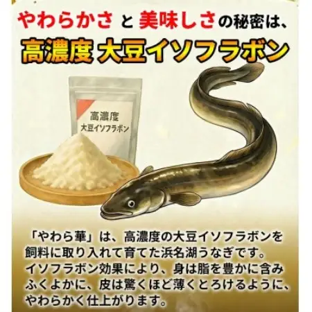 大豆イソフラボンで育てた浜名湖うなぎ蒲焼「やわら華」大きくて肉厚 (約200g×2尾)【配送不可地域：離島】【1746436】