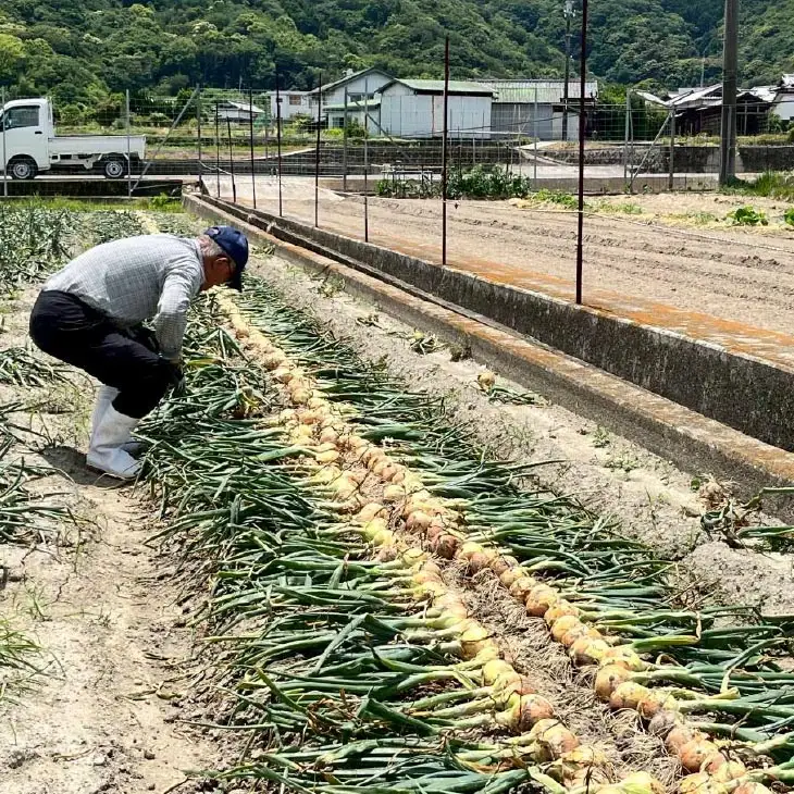 淡路島産玉ねぎ光玉 10キロ