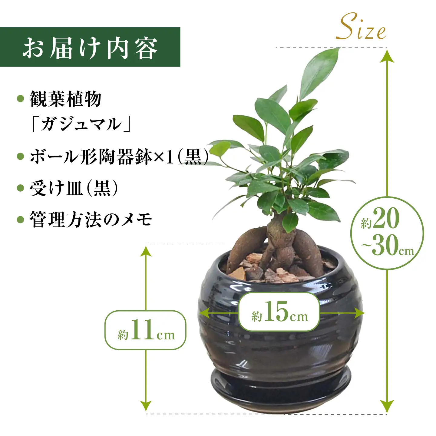 ガジュマル 3号 ボール型陶器鉢（黒）観葉植物 大村市 琴花園/観葉植物 室内 観葉 植物 ガジュマル インテリア 小さめ[ACYK046]