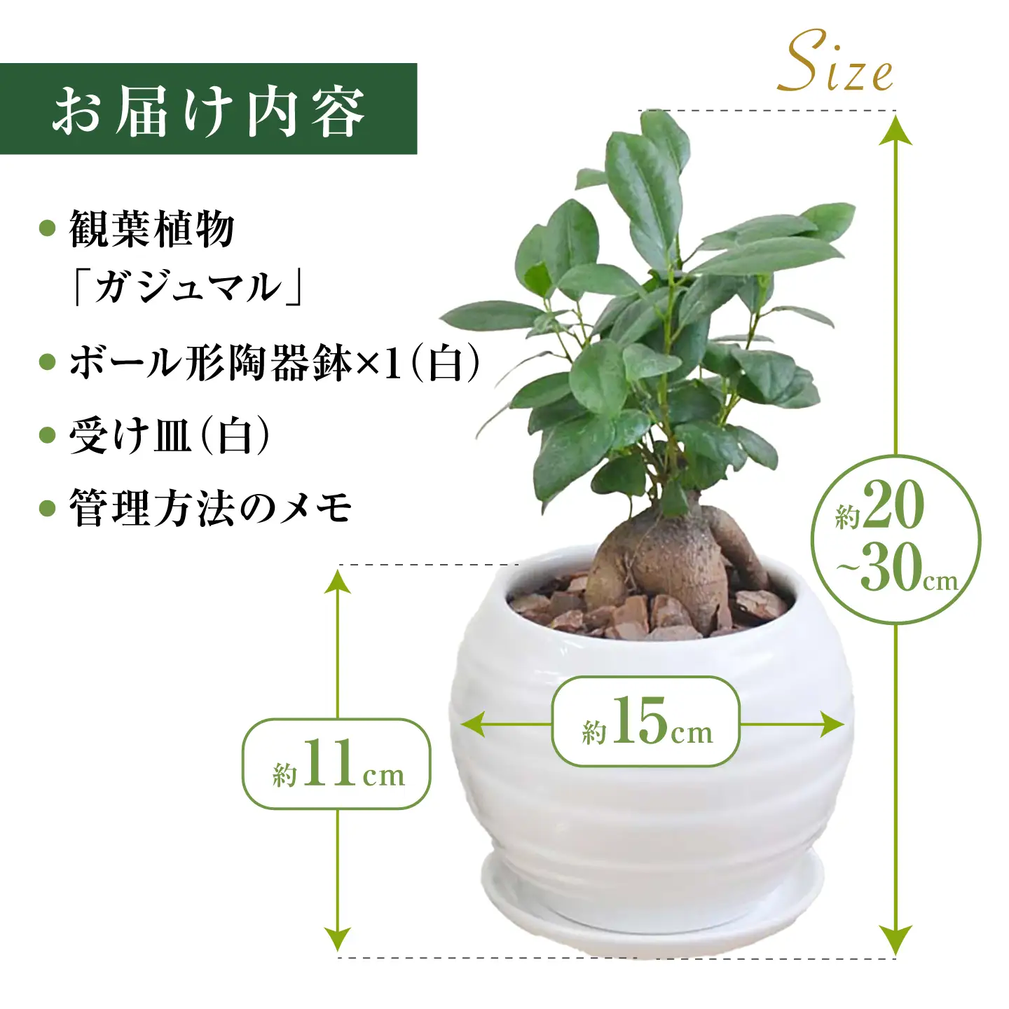 ガジュマル3号　ボール型陶器鉢（白）観葉植物 大村市 琴花園 /観葉植物 室内 観葉 植物 ガジュマル インテリア 小さめ[ACYK047]