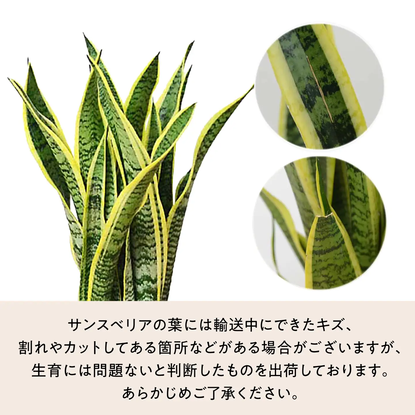 サンスベリア ローレンティ スクエア陶器鉢7号 観葉植物 大村市 琴花園/観葉植物 室内 観葉植物 サンスベリア 7号[ACYK048]