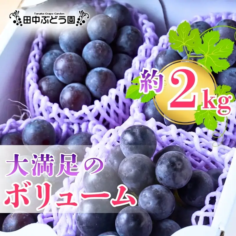 【2026年8月中旬頃先行予約】ぶどう 巨峰 ぶどう詰め合わせ 厳選 巨峰 約2.0kg（4～5房）