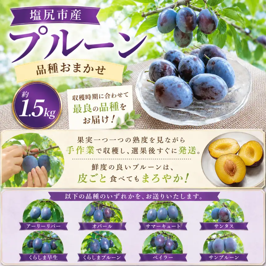 塩尻市産プルーン【約1.5ｋｇ】【品種おまかせ】 