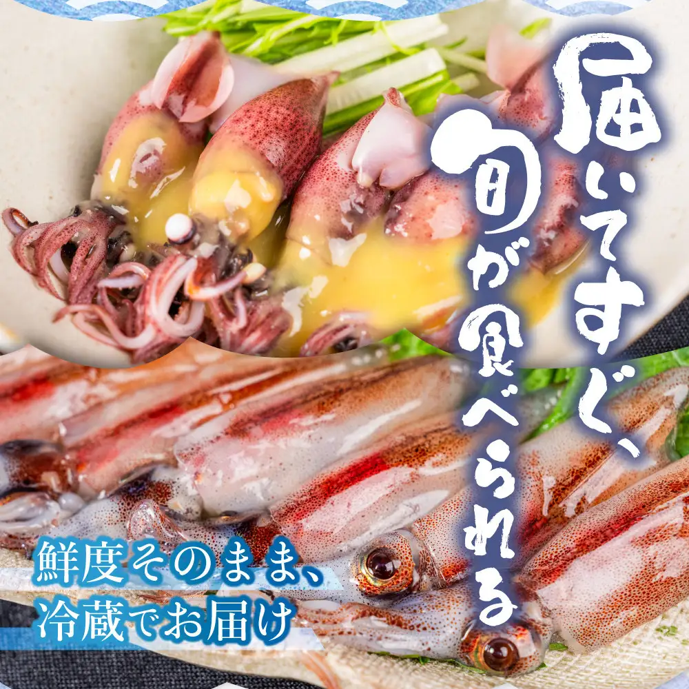 【先行予約】＜2027年3月以降順次発送予定＞朝獲れ 富山湾の旬 ボイルほたるいか 400g 冷蔵