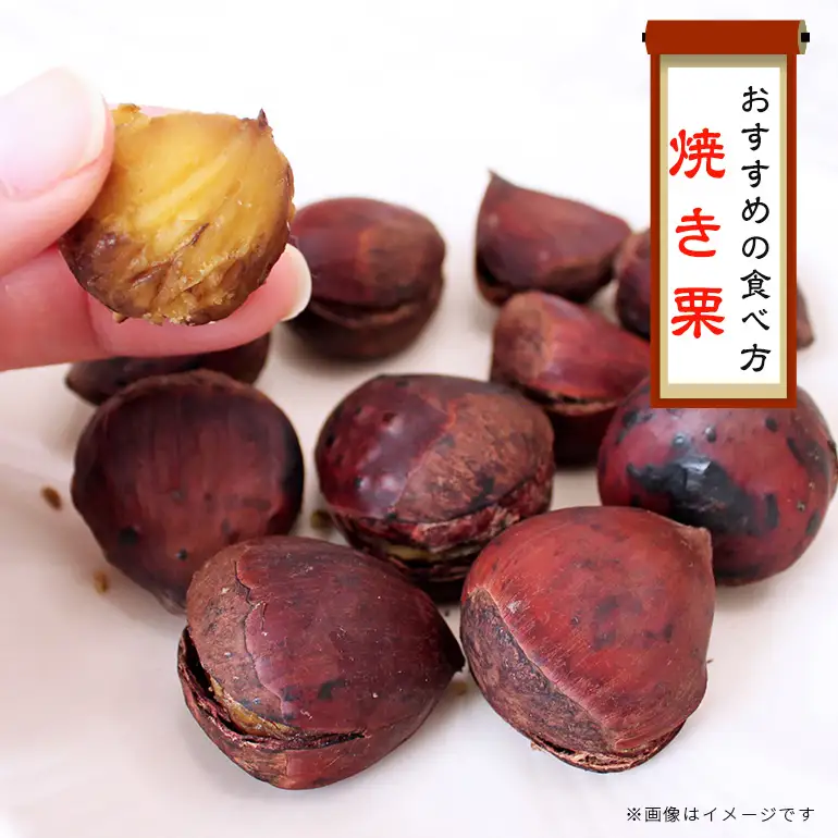 【2026年先行予約】 生栗 2kg 栗 3L 以上 農産物直売所すわ ＜10月以降順次発送予定＞ JV-007