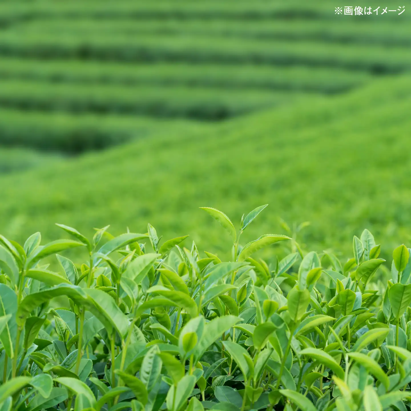 くにびき新茶 やぶきた 2本入　島根県松江市/島根県農業協同組合くにびき地区本部[ALBC005]