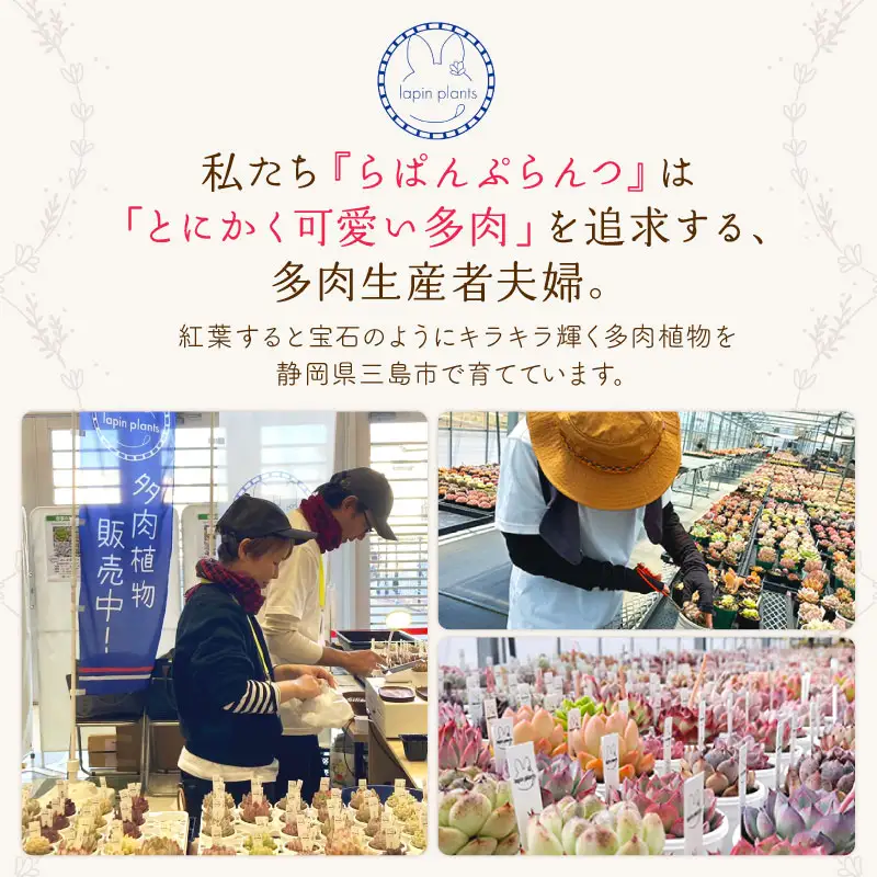 多肉植物【特撰】らぱんぷらんつ コレクションアソート4種 土付き苗 多肉