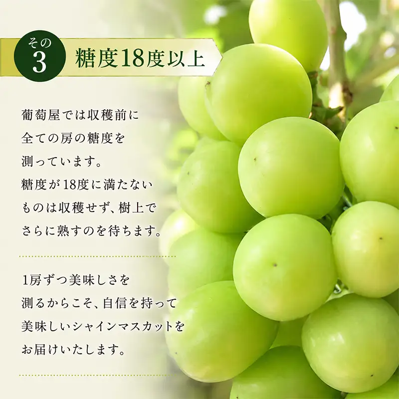 定期便 2回 マスカット マスカット 